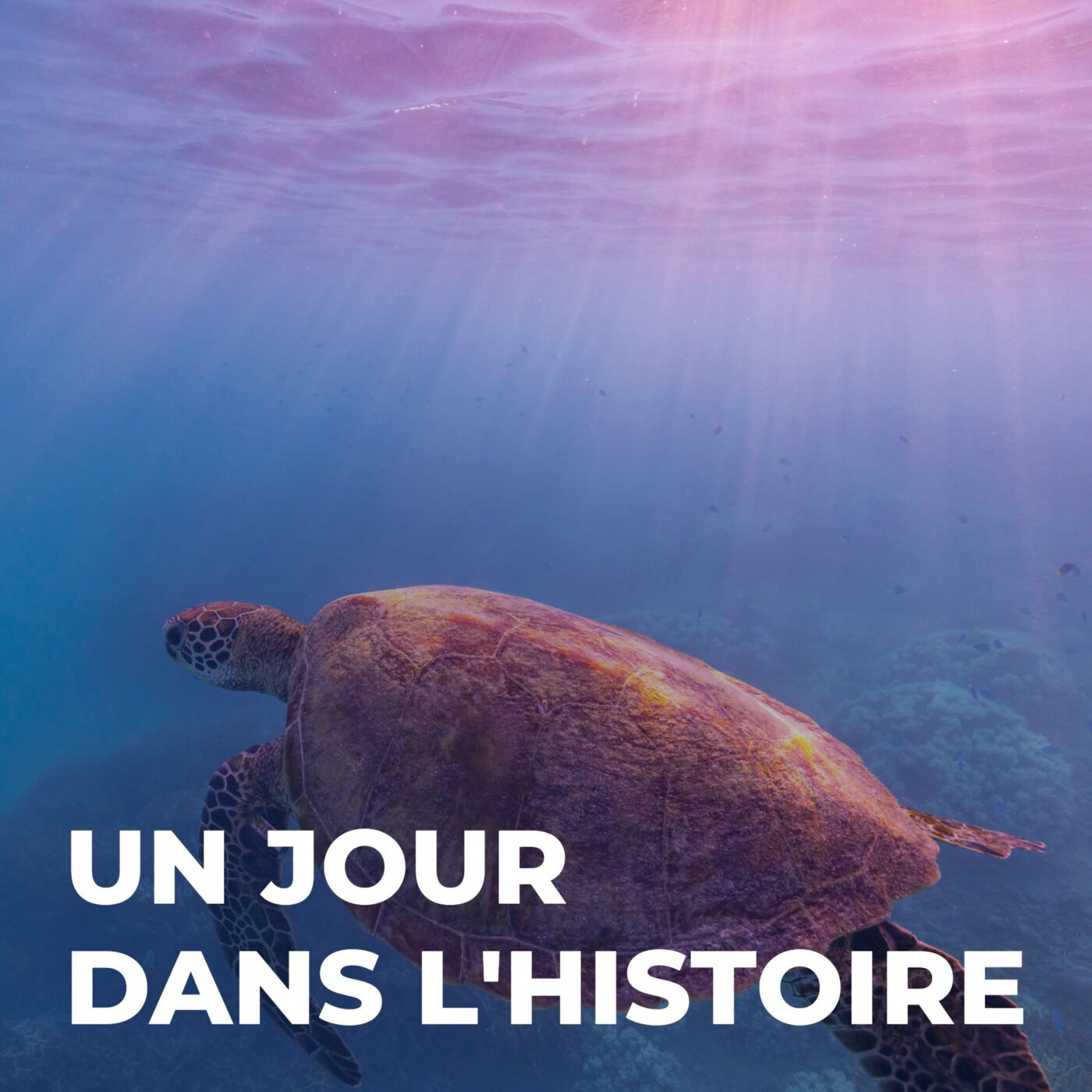 Les tortues marines : des messagères de l'éternité ?