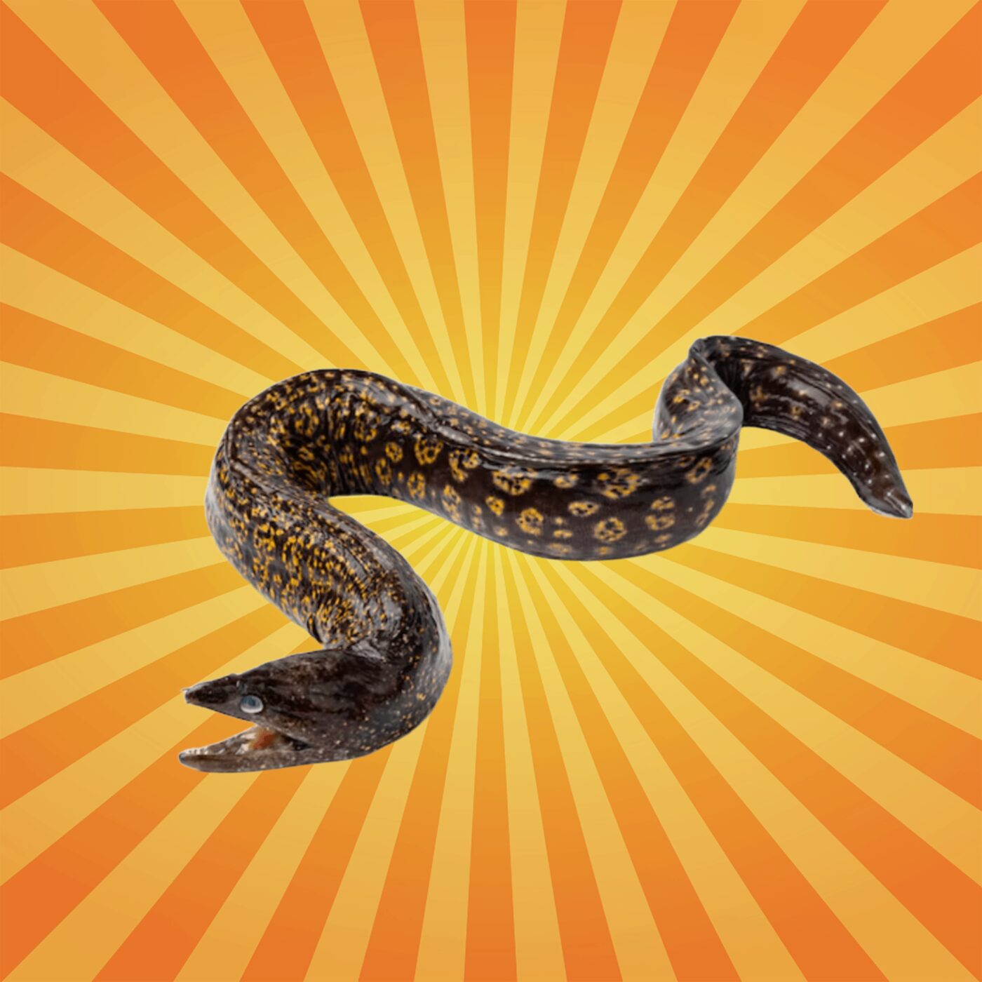  La murène géante fait peur à tort !