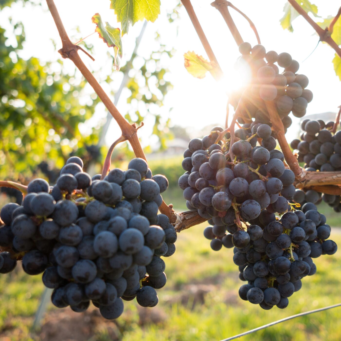 Les Vins de Vienne bientôt sous l'AOC Côtes-du-Rhône ? episode artwork