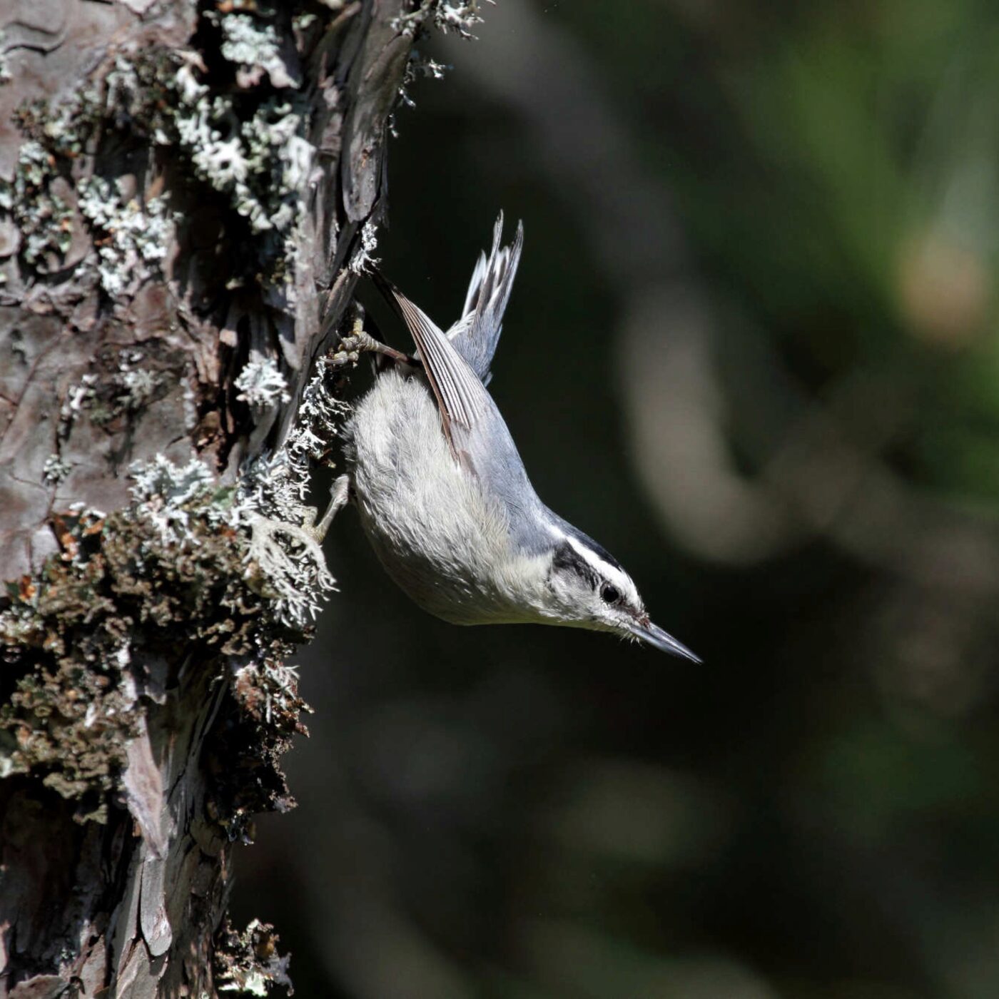 Curieux de nature
