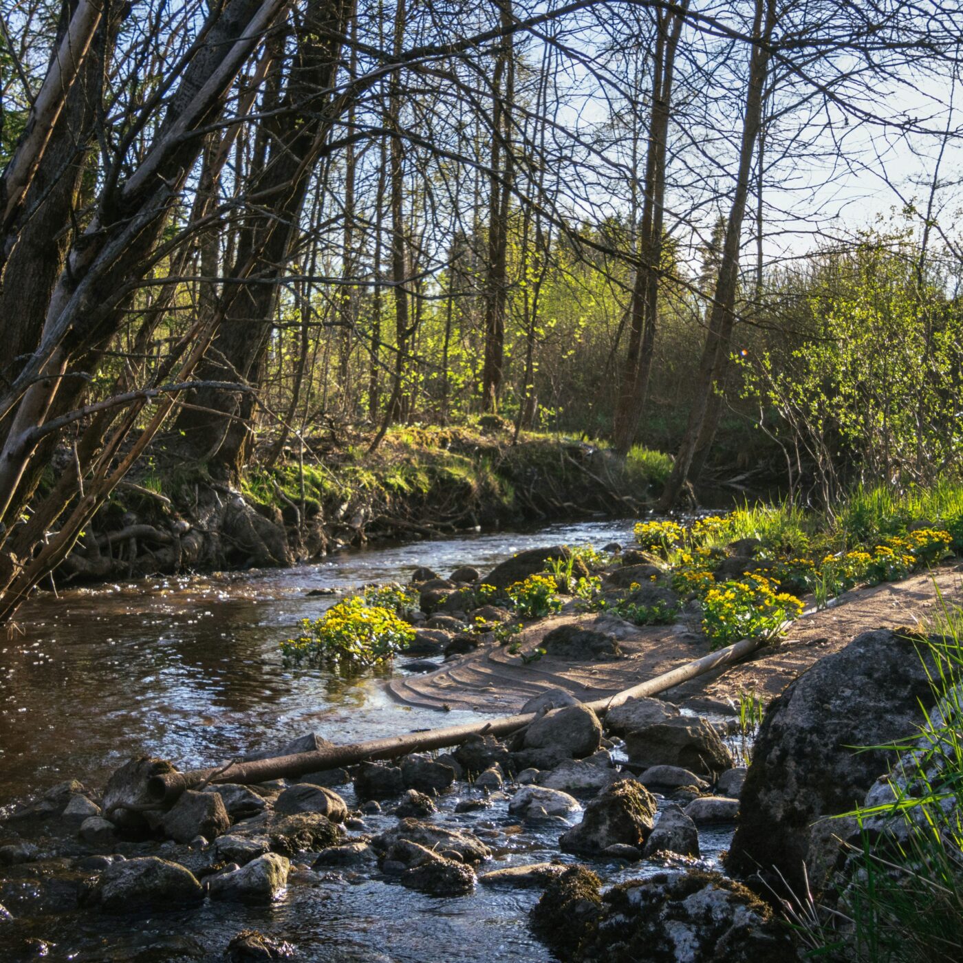Deux semaines après la pollution, où en est la rivière Yzeron ? episode artwork