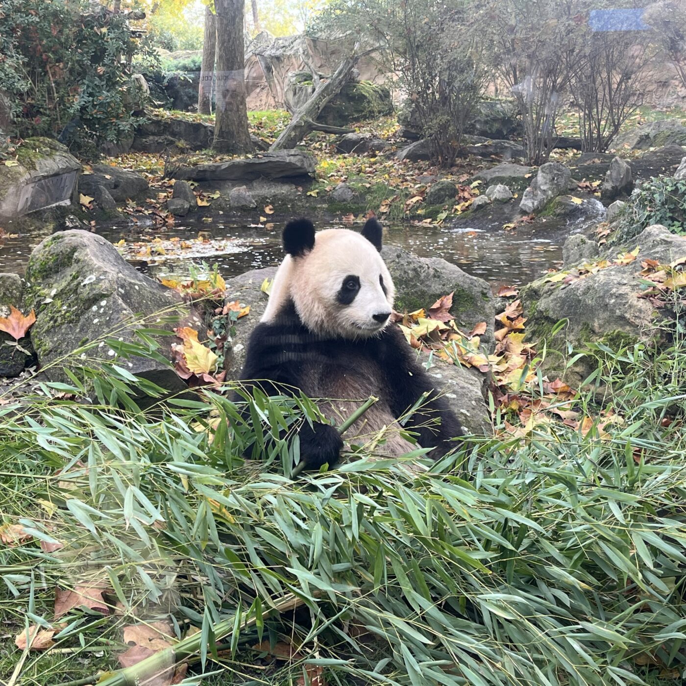 Vacances de Toussaint : un dernier au revoir aux pandas de Beauval episode artwork