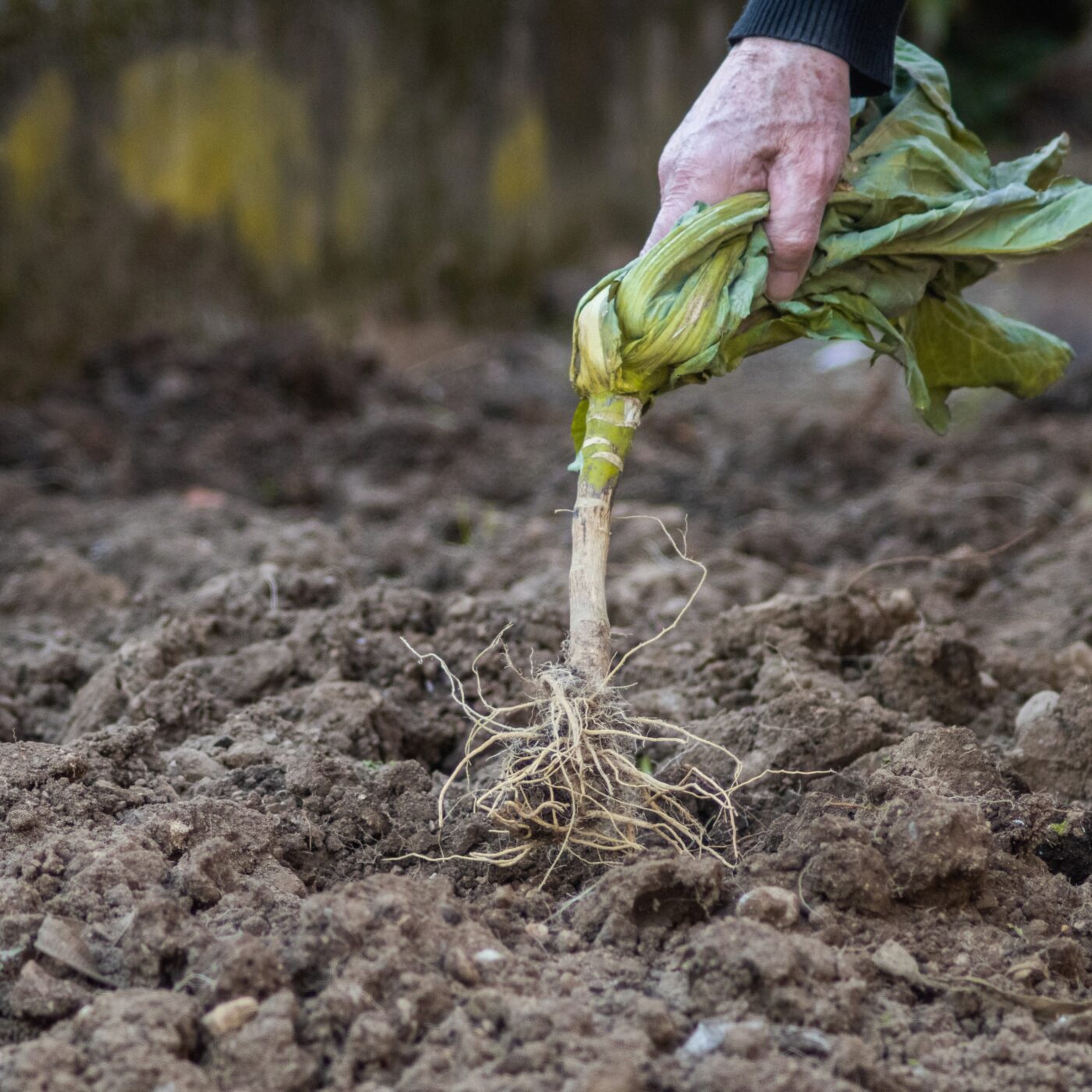 Prenez-en de la graine : des conseils jardinage écolos