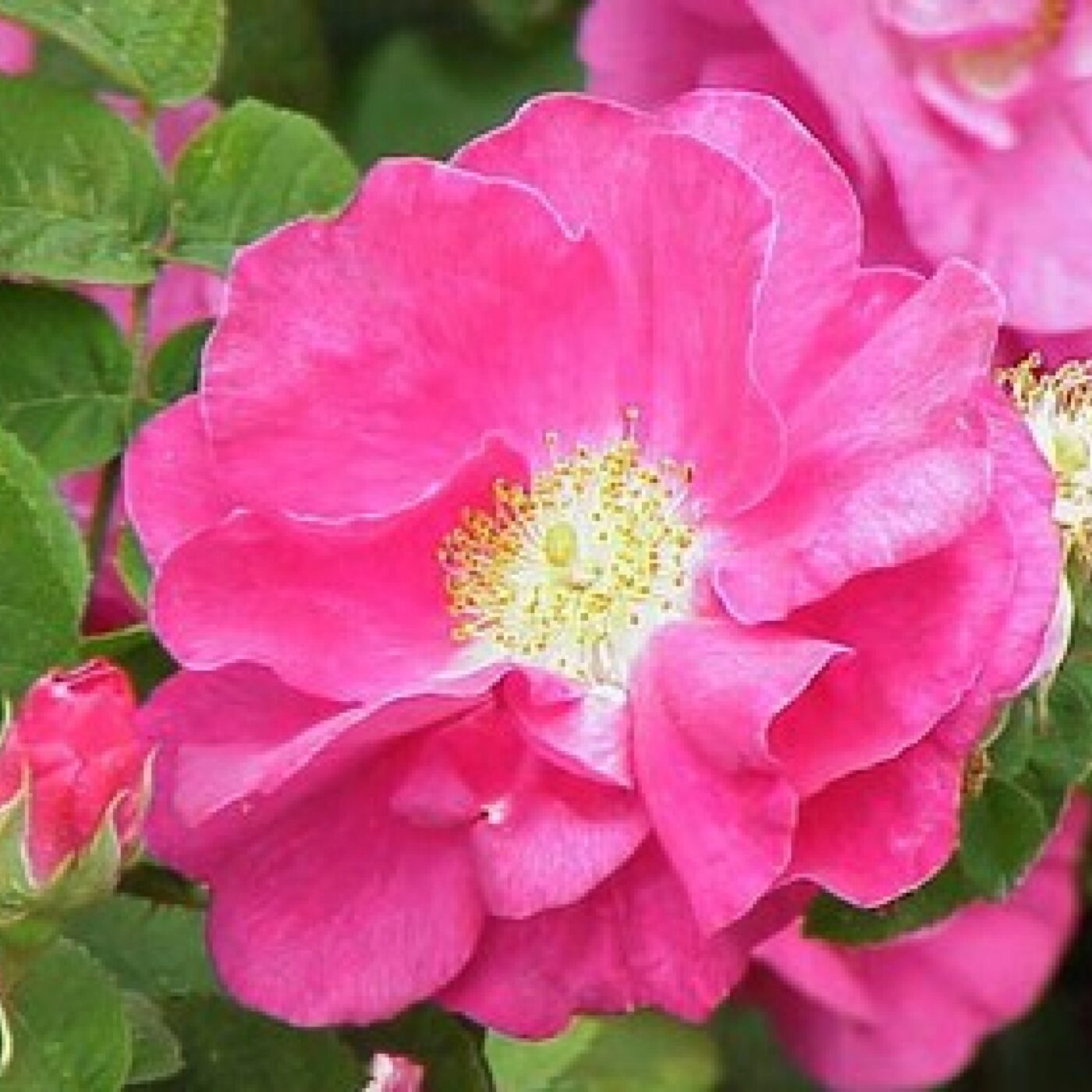 Cueillir, du potager à l\'assiette