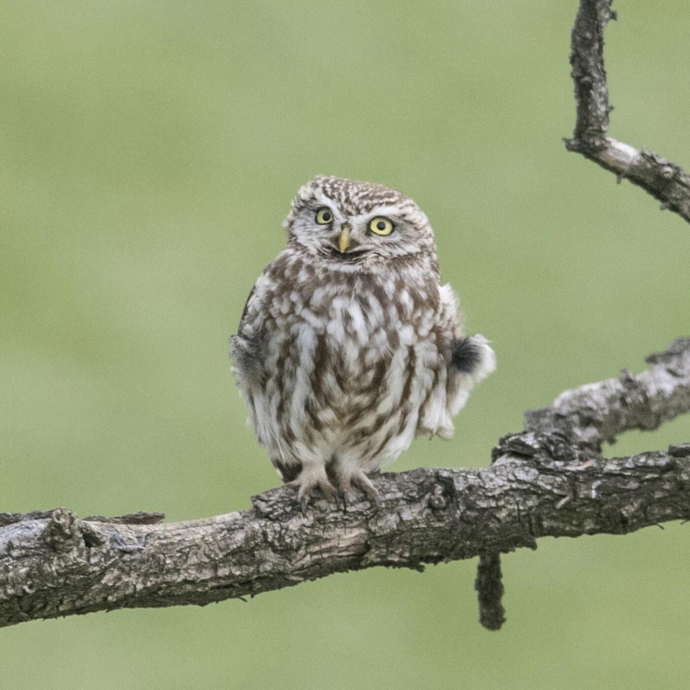 Curieux de nature