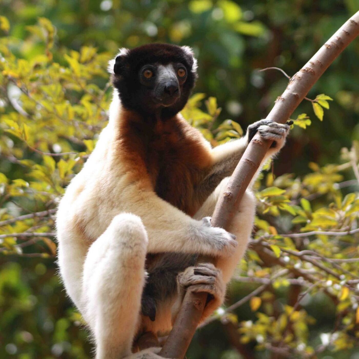 A Madagascar, parfum de vanille entre lémuriens episode artwork