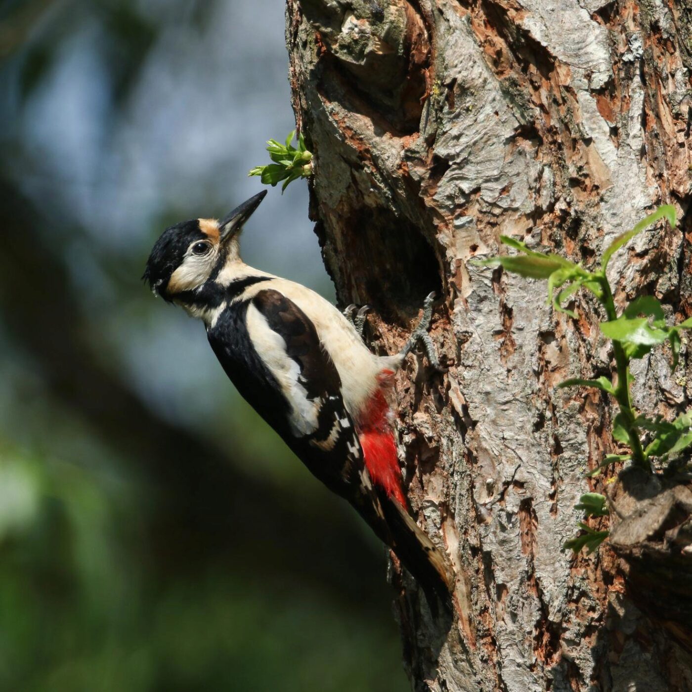Scolytes, traumas et Dakar