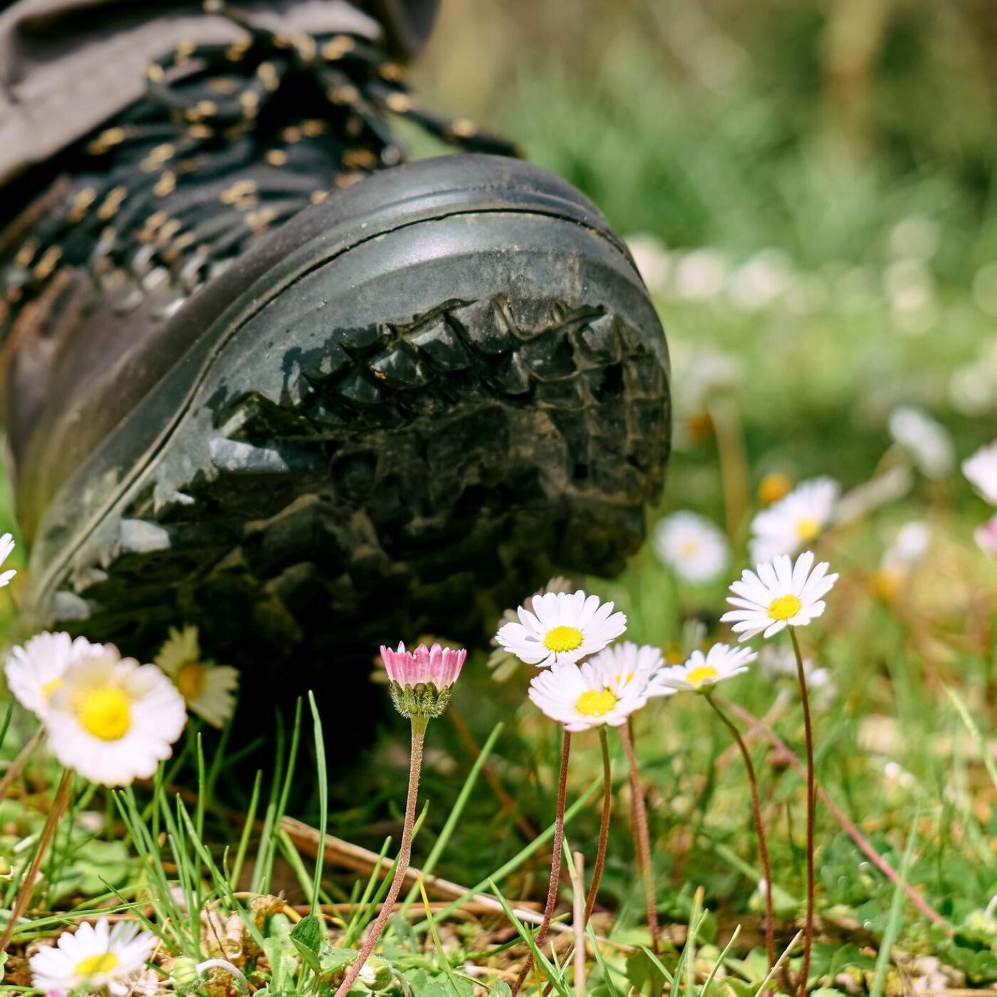 Des plantes comme indices, un long printemps et la mort subite