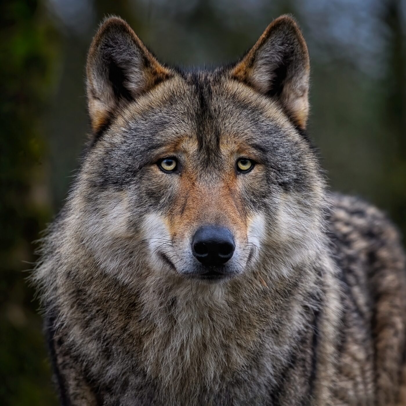 Le grand invité du matin