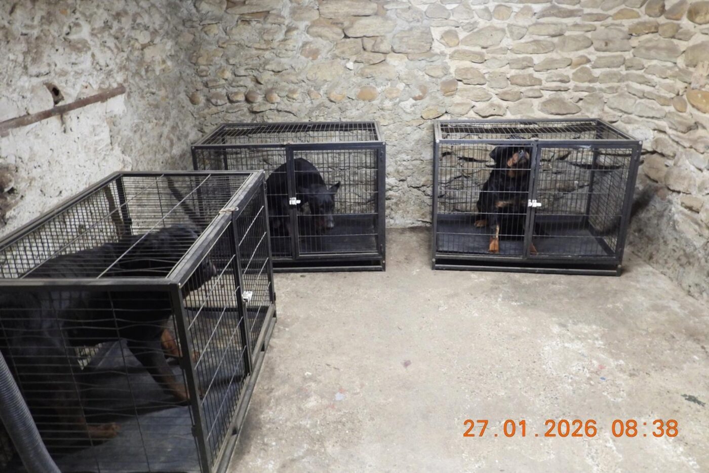 Les chiots étaient vendus sur internet avec de faux papiers : un trafic de chiens démantelé entre la France et la Serbie