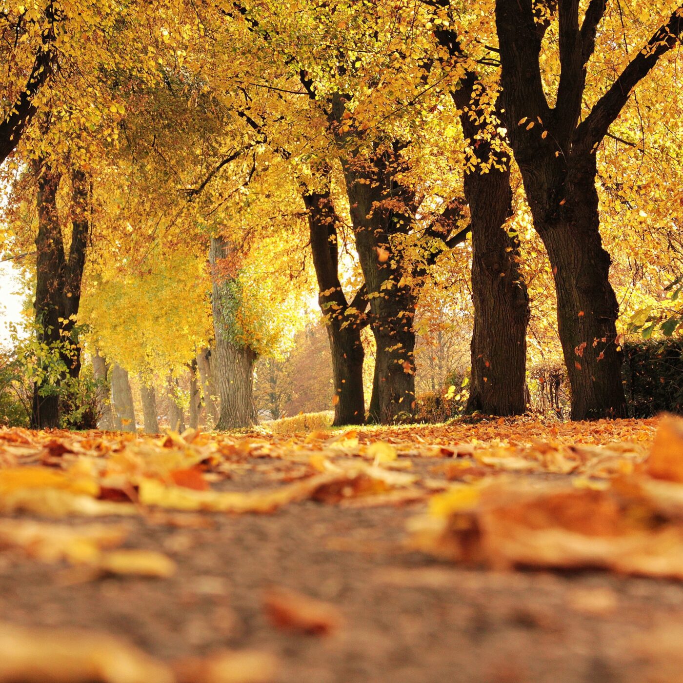L'automne en musique episode artwork