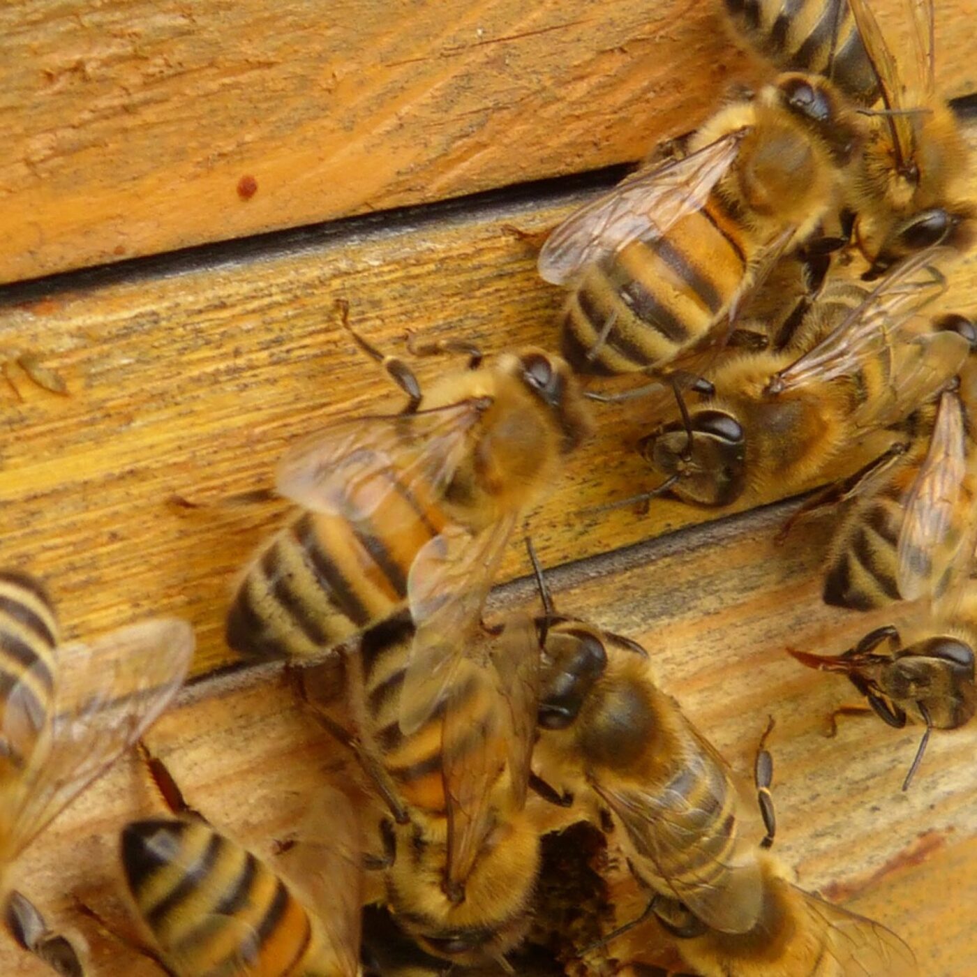 Journée Mondiale des Abeilles : "Le frelon asiatique met en péril les colonies" episode artwork