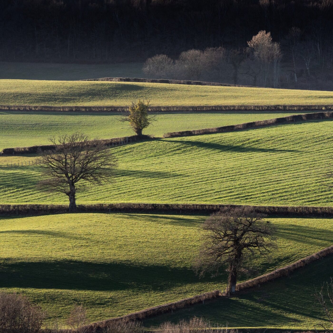 Devenez ambassadeurs du bocage normand avec le CPIE Collines normandes episode artwork