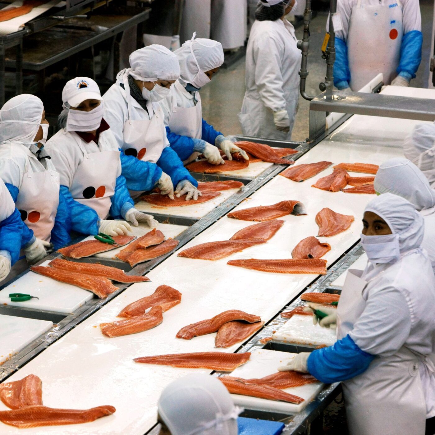 L'élevage très contesté des saumons au Chili