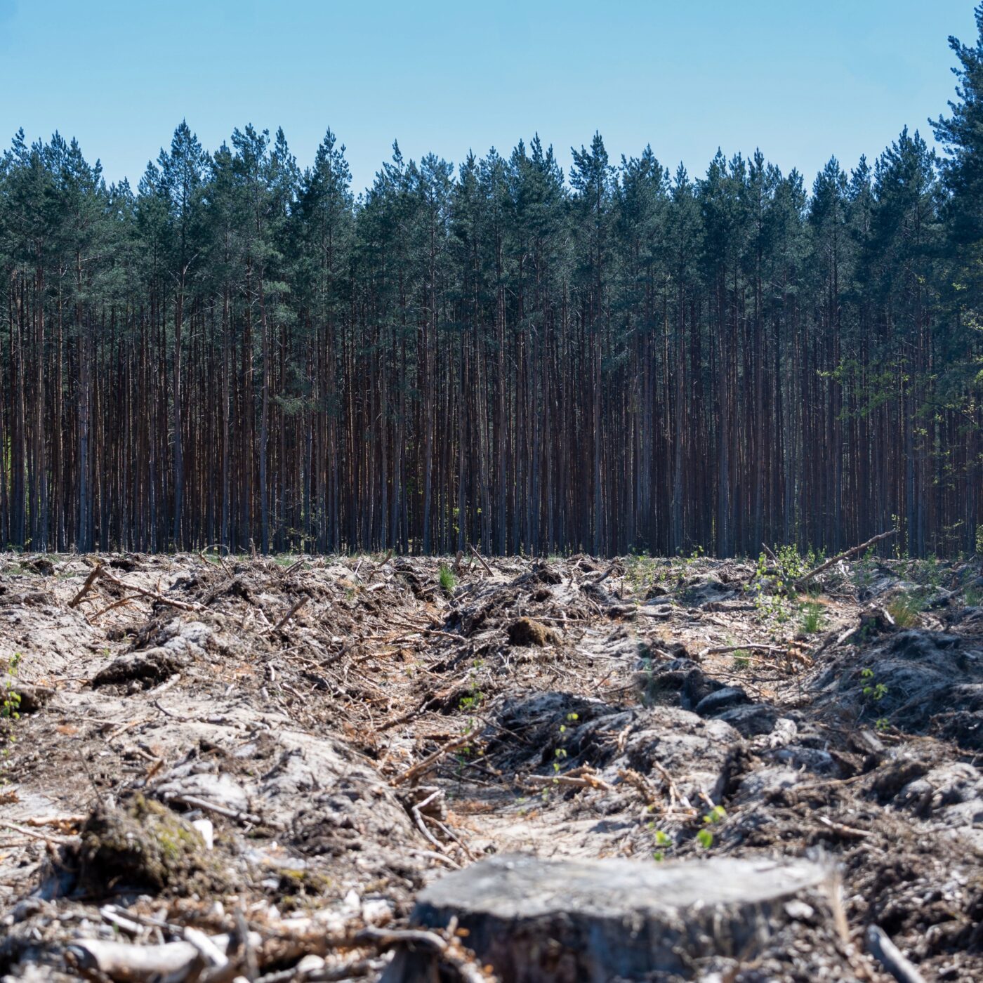 La déforestation : une règlementation européenne qui fait face aux lobbies episode artwork