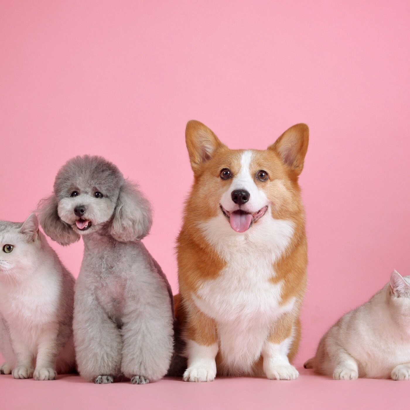 Et si les animaux apaisaient nos tensions ?
