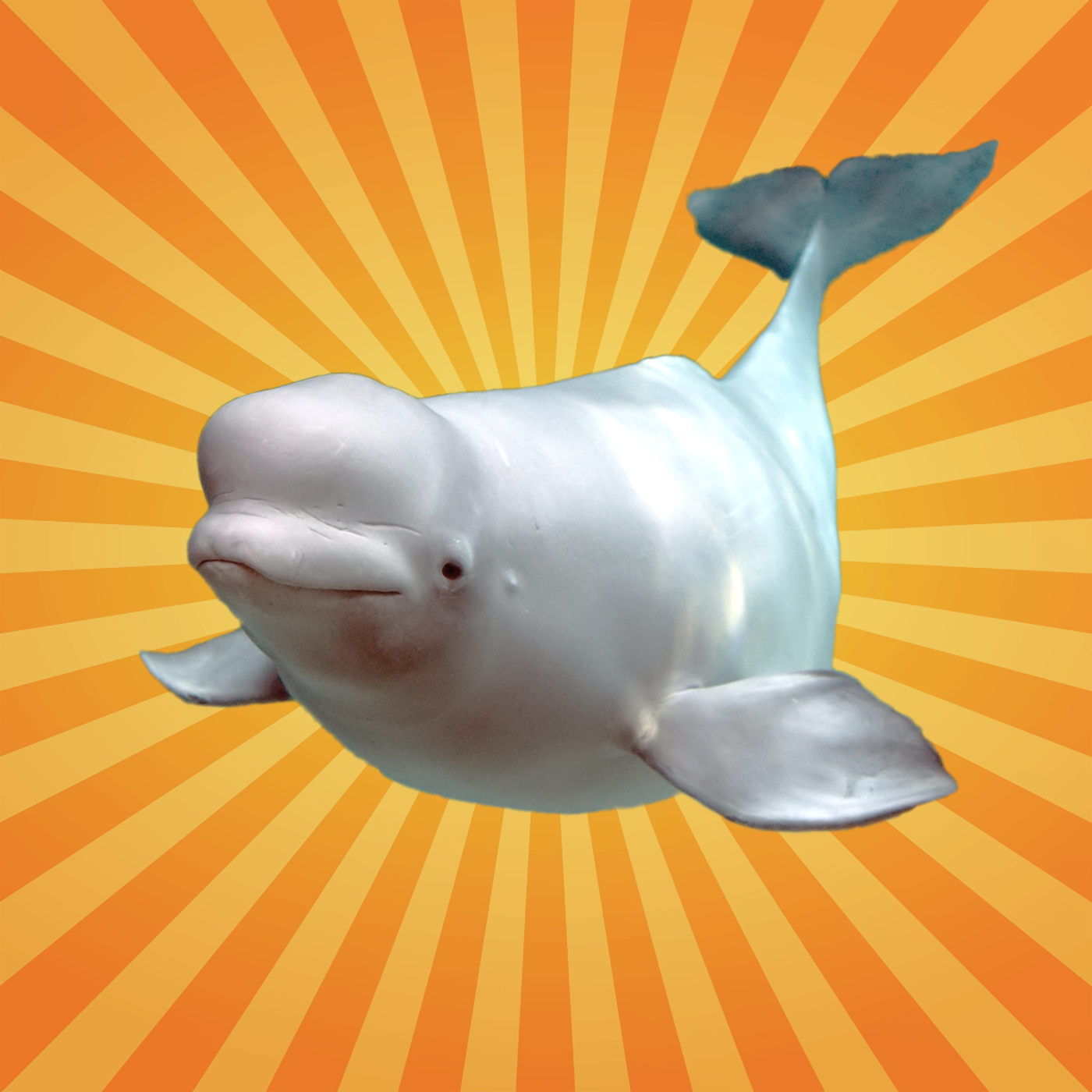 Le béluga adopte des animaux et imite la voix humaine