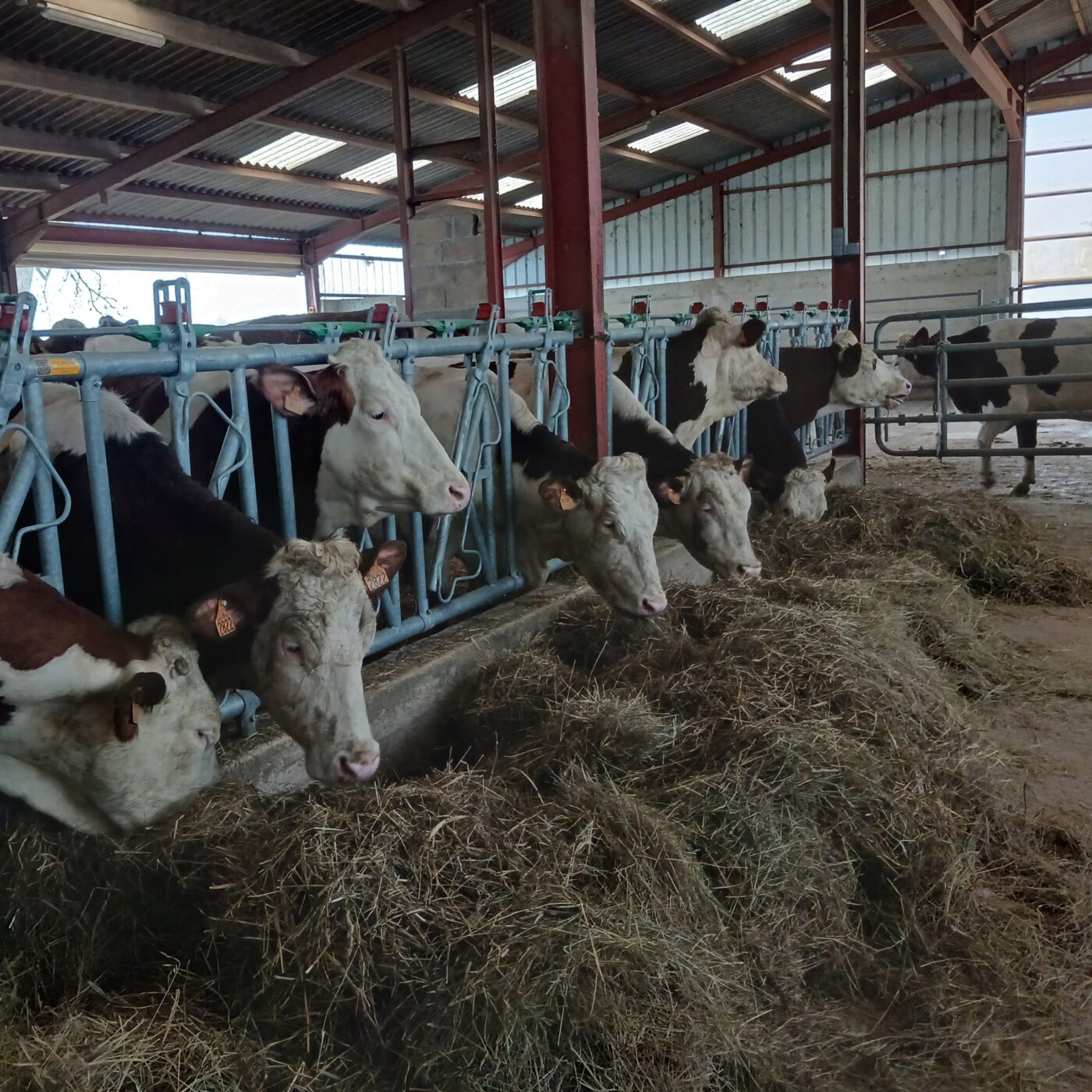Le repeuplement en vaches latières d'une exploitation agricole d'Ecleux episode artwork