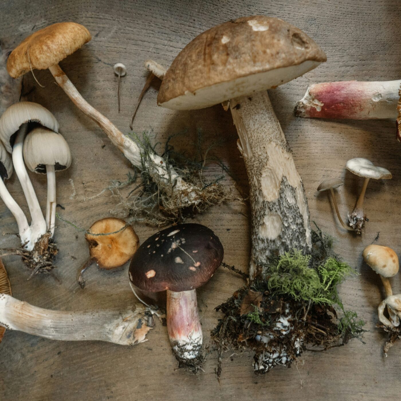 Quelles sont les règles pour la cueillette de champignons episode artwork