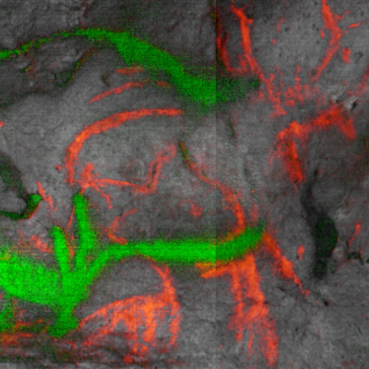 Paléolithique, trace olfactive, et physique