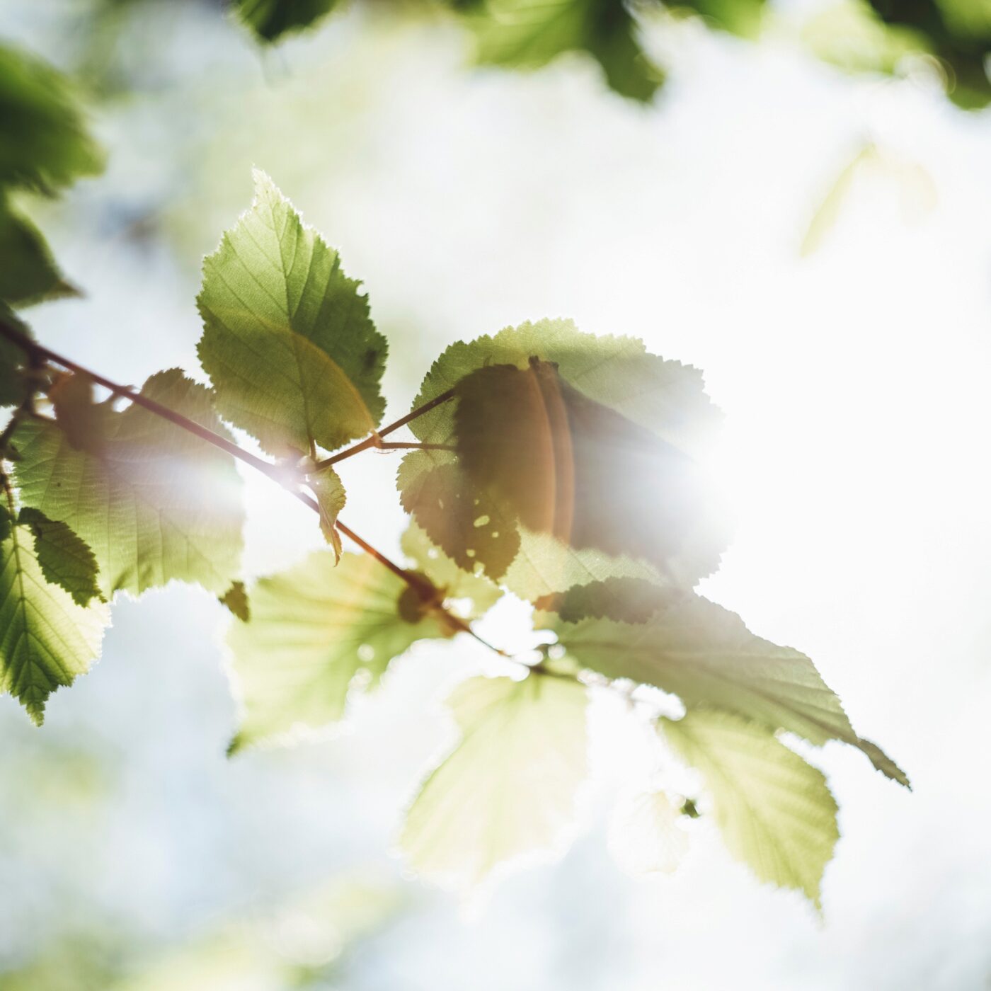Au jardin, comment doser l'arrosage des plantes cet été ? episode artwork