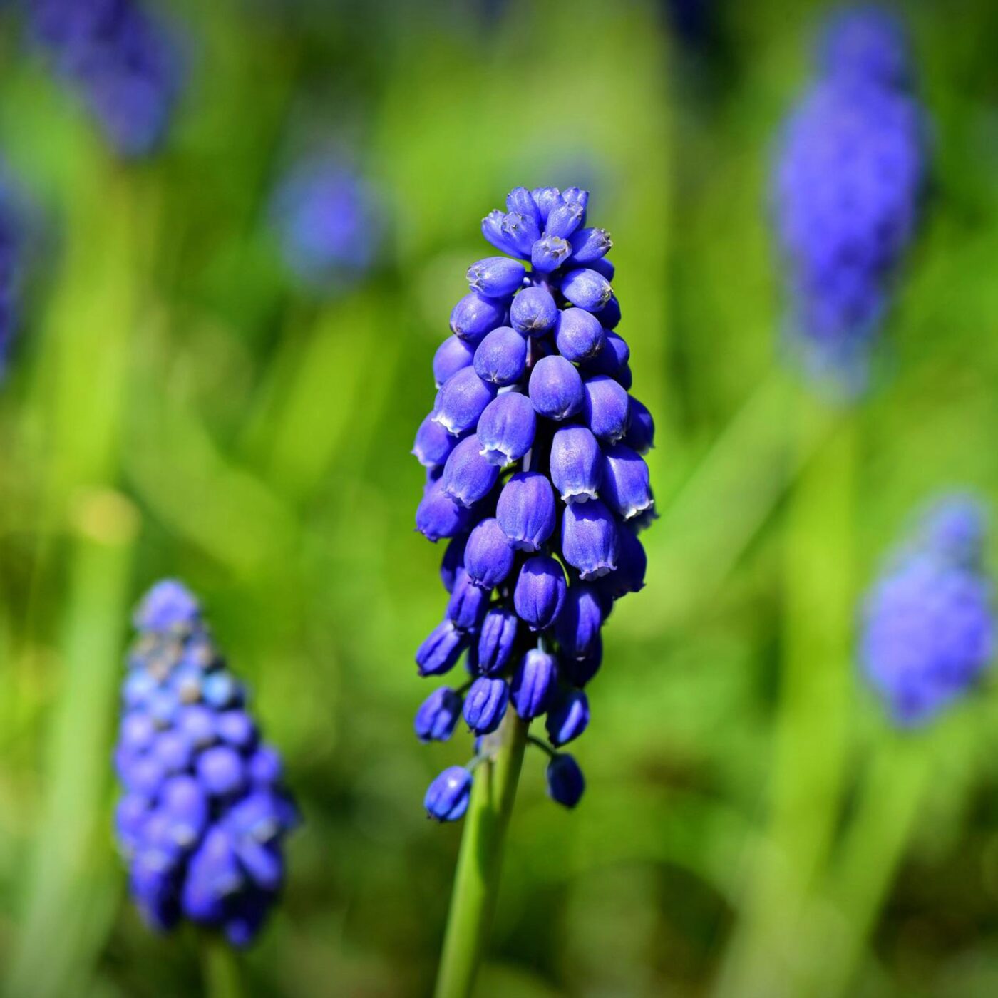 Prenez-en de la graine : des conseils jardinage écolos