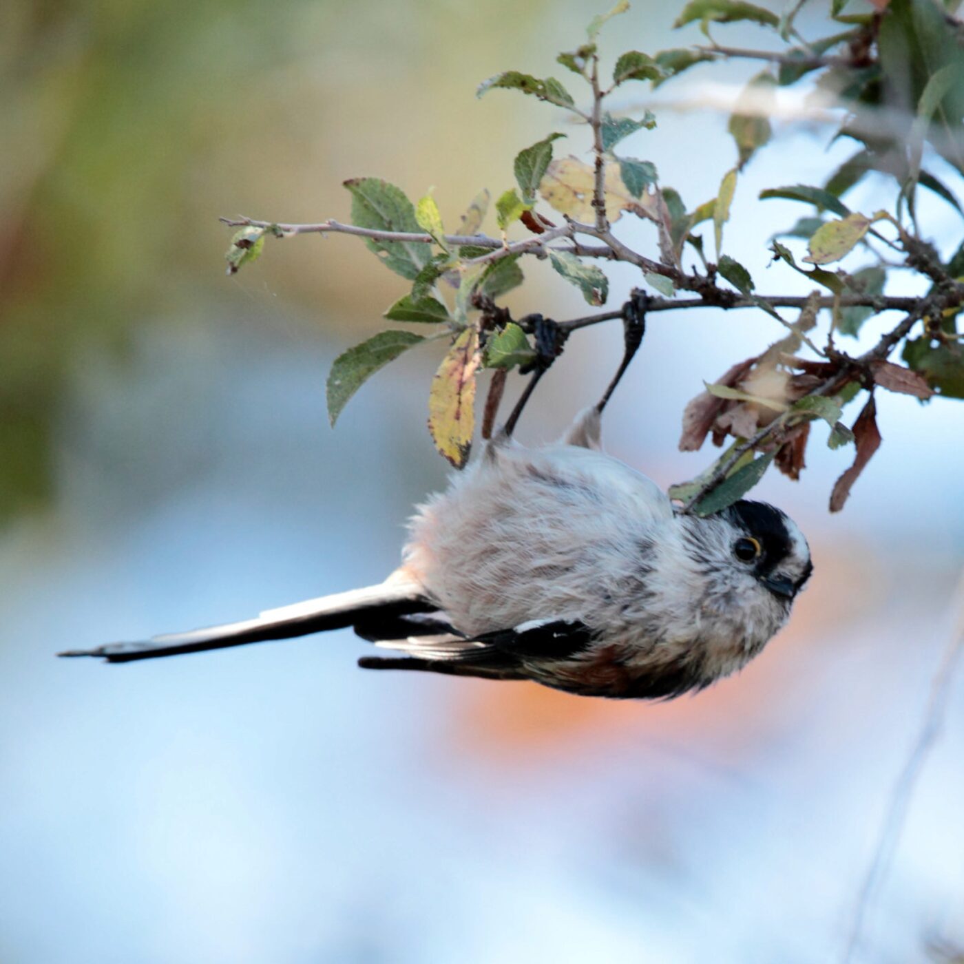 Curieux de nature