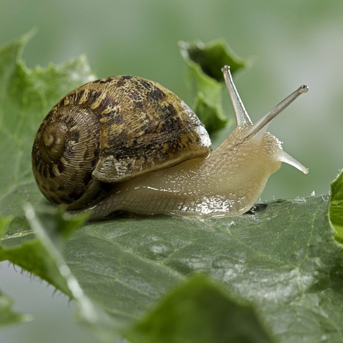 "Occupez-vous des escargots" : le promoteur de Dubaï qui ridiculise l'Europe