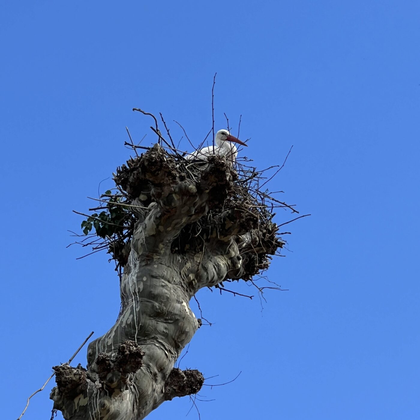 Radioguidage, la balade de l\'été