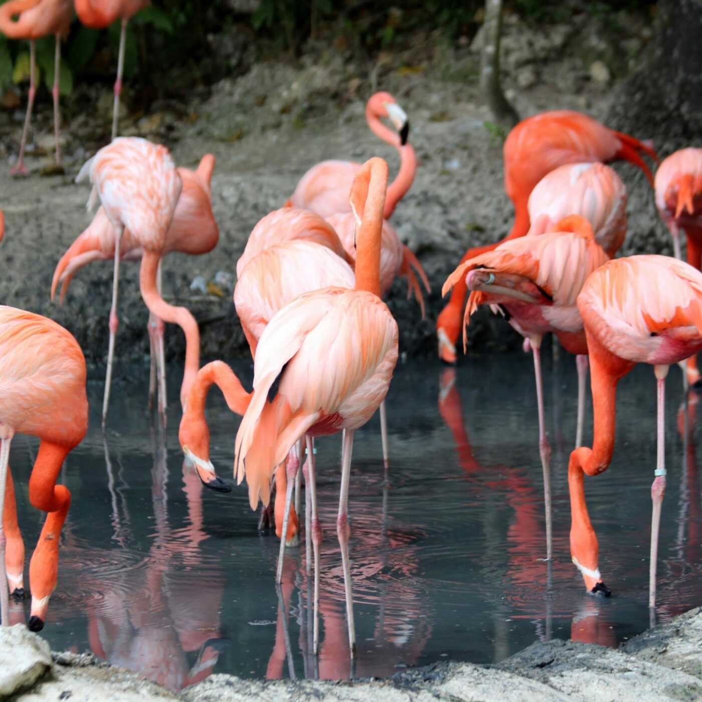 Idée cadeau : et si vous adoptiez un flamand rose? episode artwork