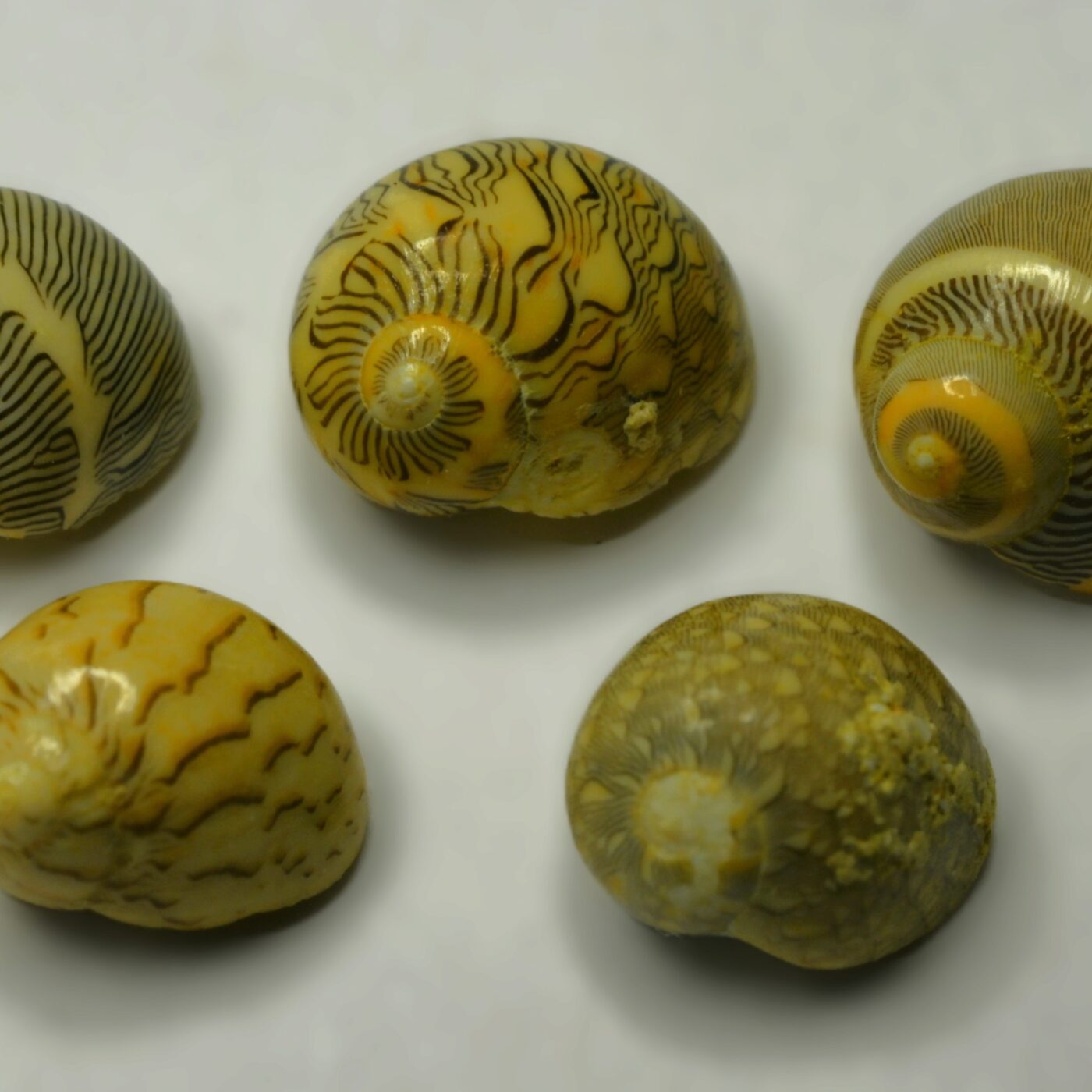 L\'histoire de la région · RCF Alsace