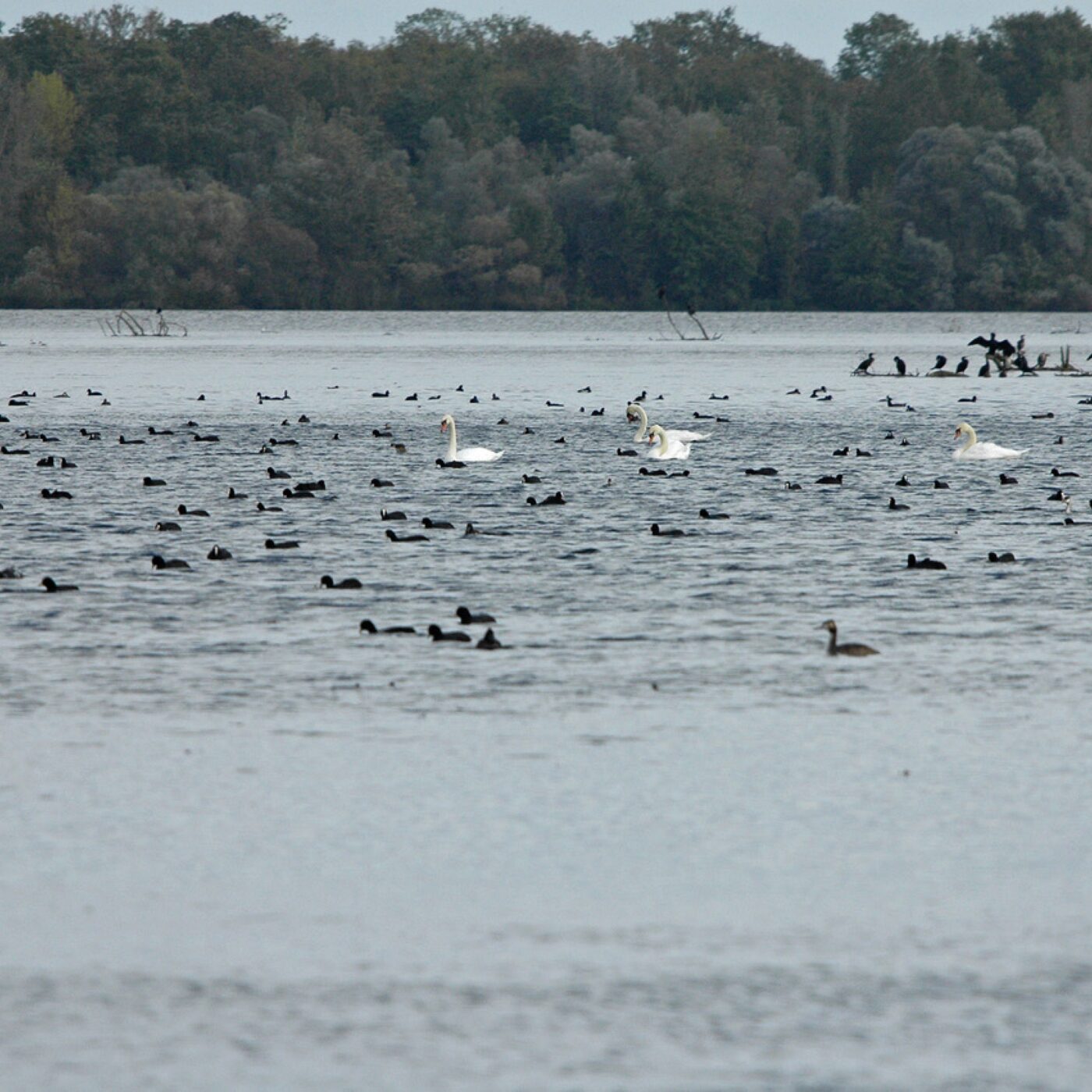 Chronique Actu · RCF Alsace