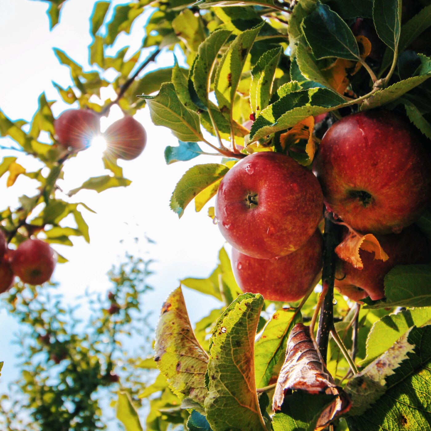Prenez-en de la graine : des conseils jardinage écolos
