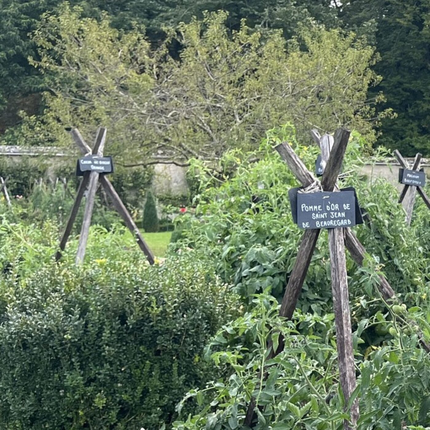 La Tomate à l'honneur pour la 27ème fois à la Bourdaisière episode artwork