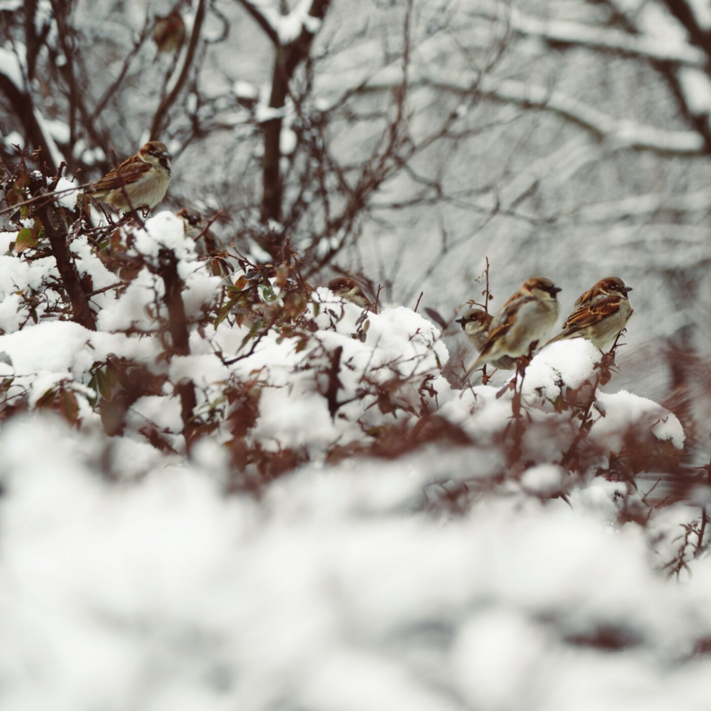 Chronique Actu · RCF Alsace