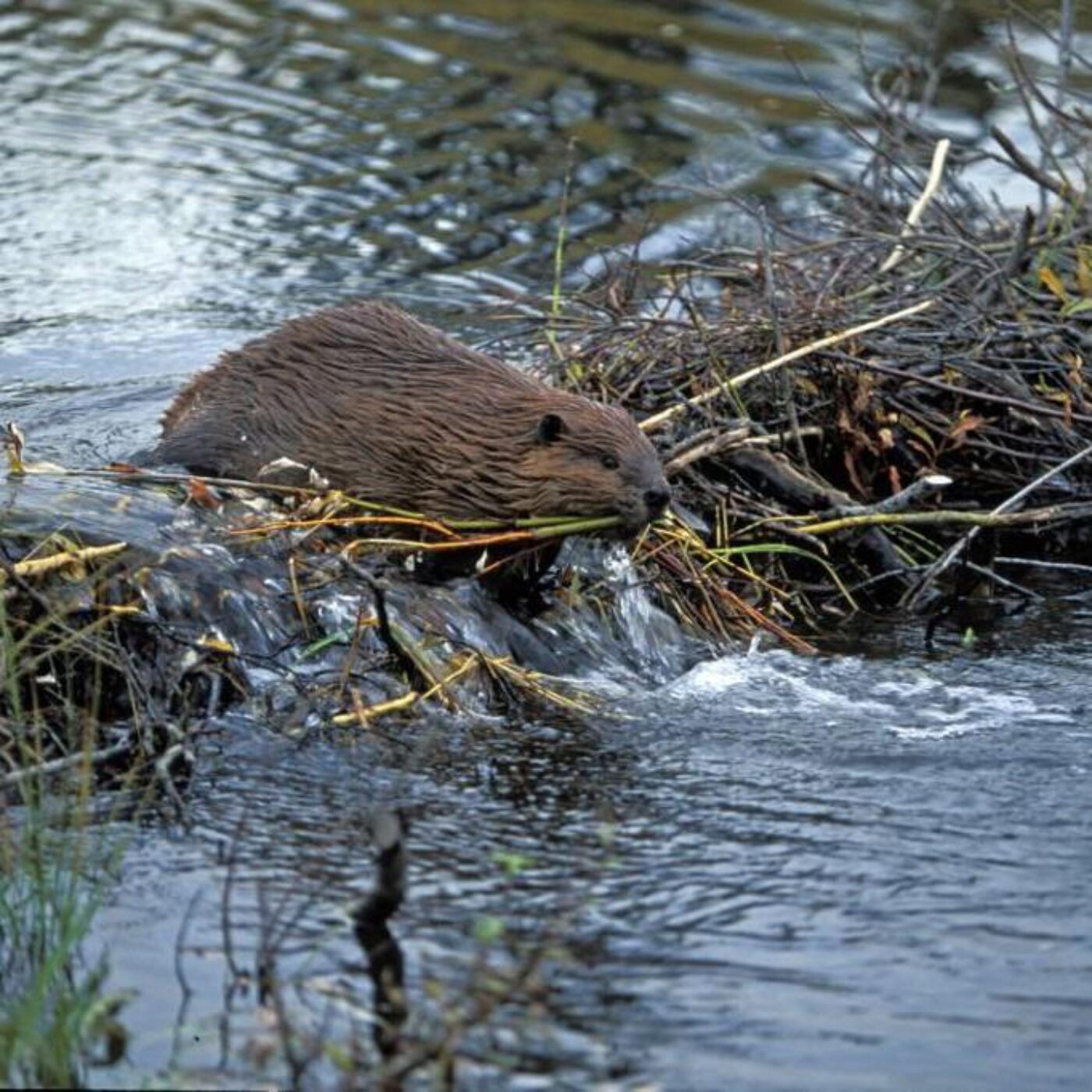 Des castors aidant la biodiversité, des algues pour les cochons et des maladies génétiques