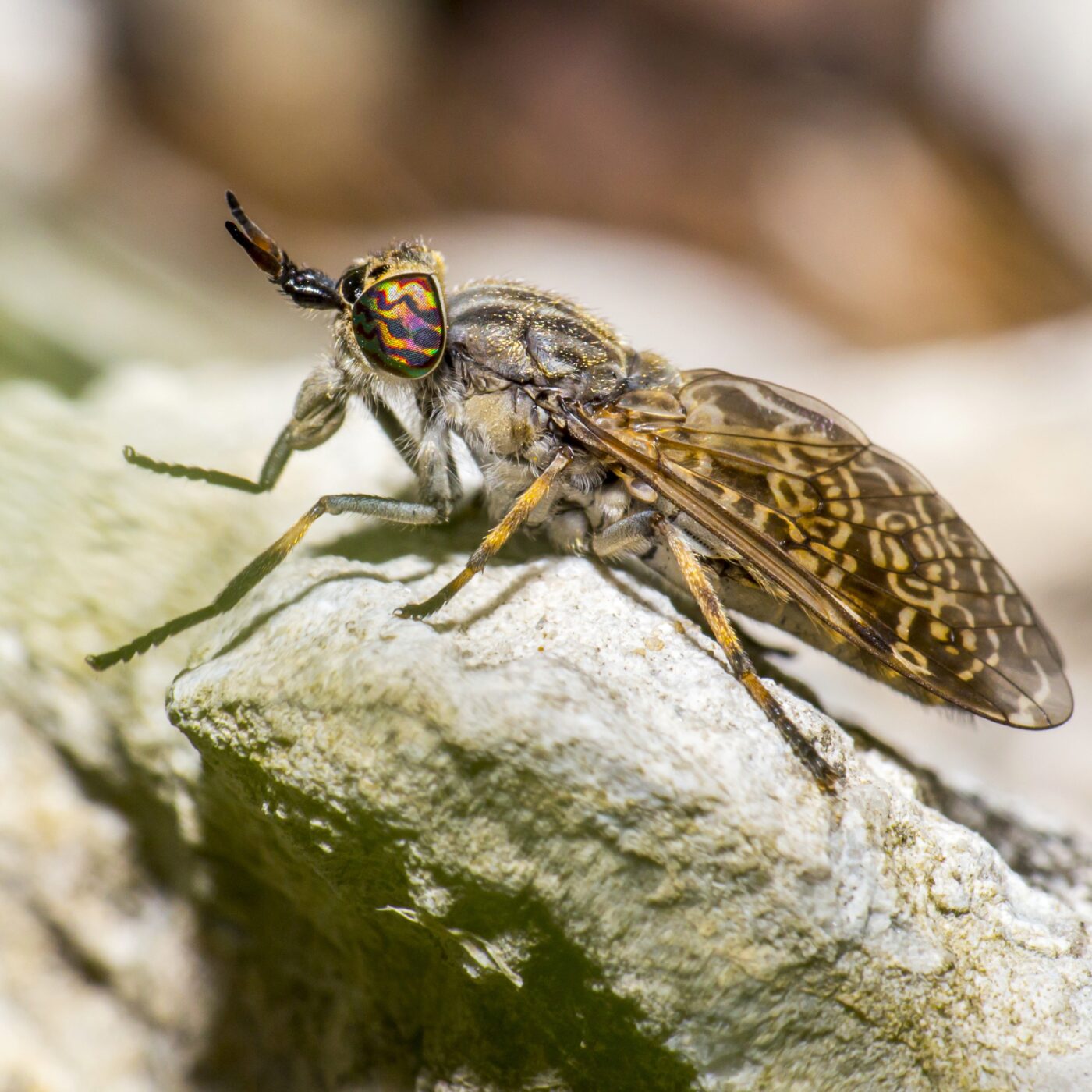 Les insectes, ces petites bêtes qui méritent notre émerveillement