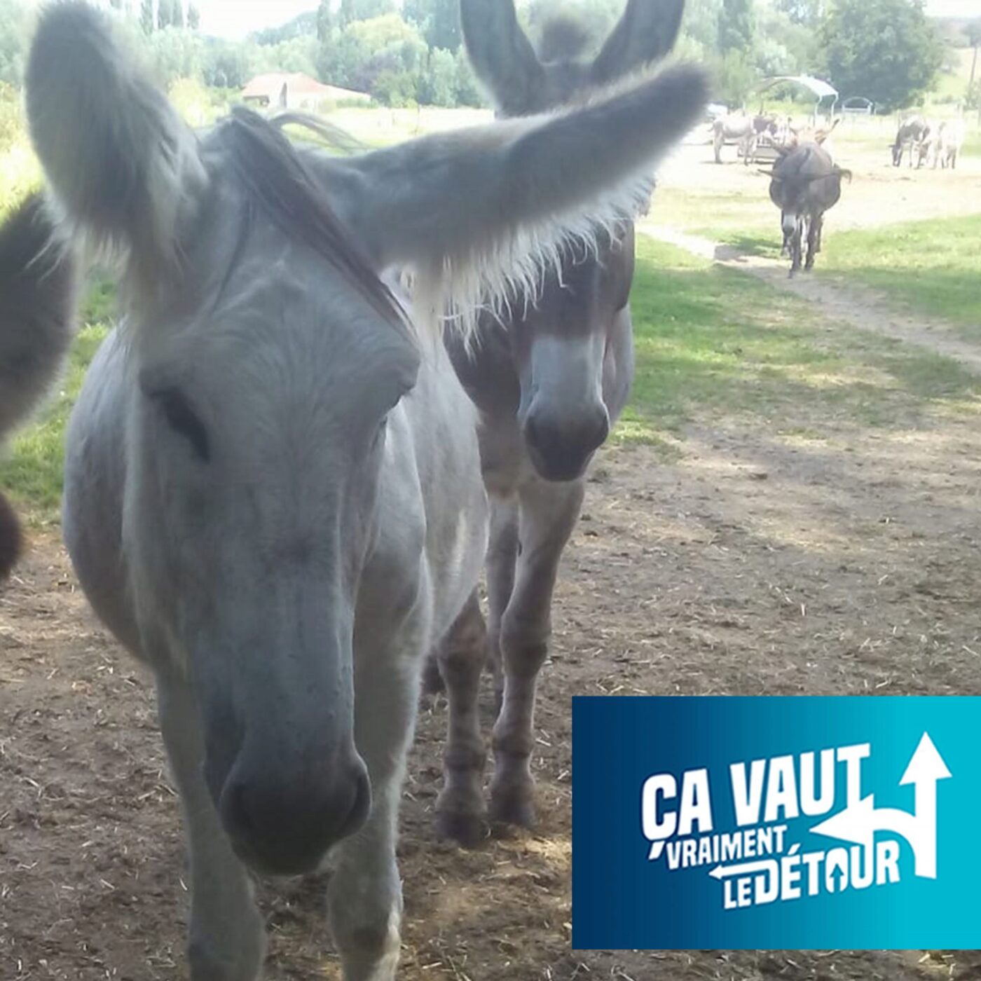 Frasnes-lez-Anvaing vaut vraiment le Détour (1) : Arbre invincible, danse amoureuse et Asinerie du Pays des collines