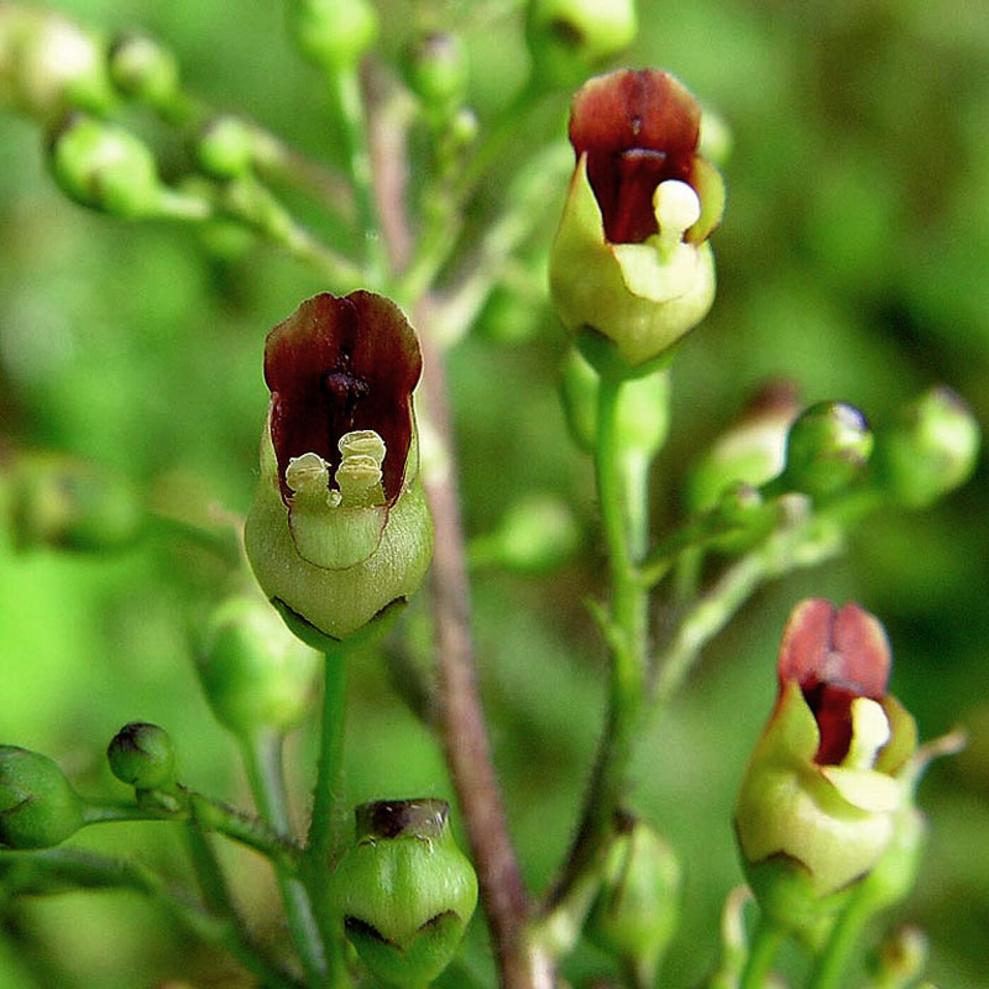 La Scrofulaire : l’autre reine des articulations