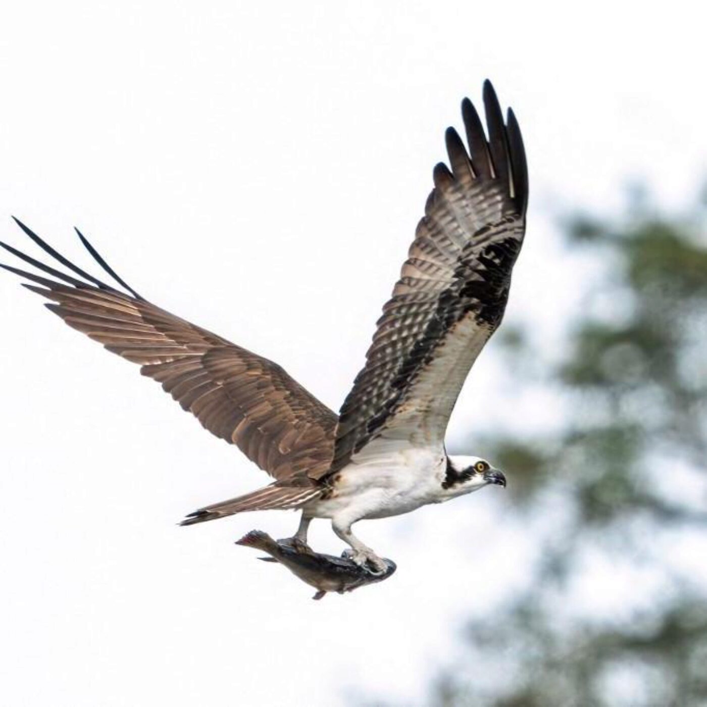 Des rapaces en chasse, les ongles, le bercement et les îles Kerguelen