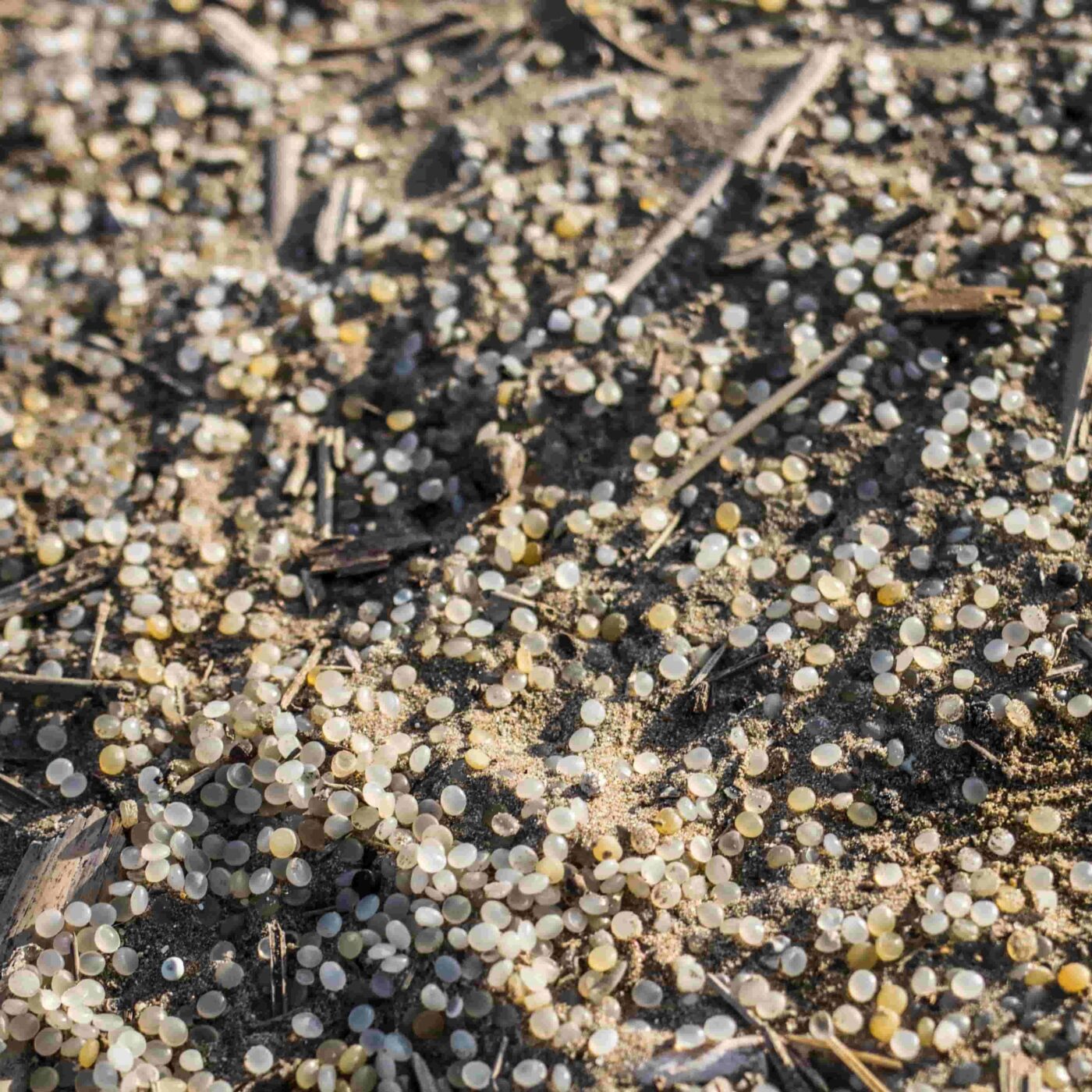 Des milliers de granulés plastiques échoués sur les plages de la façade Atlantique episode artwork