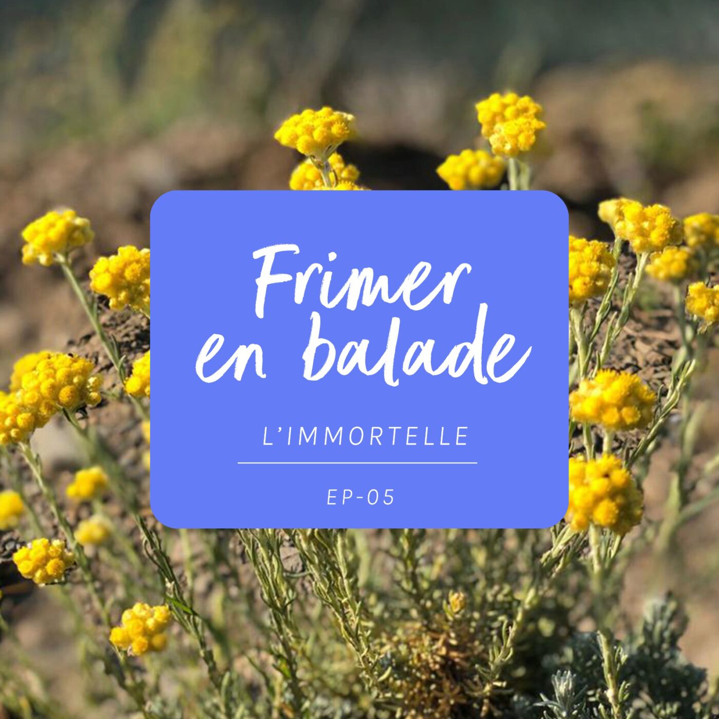 #5 - L'immortelle, une plante très précieuse, qui nous veut du bien ! #5 - L'immortelle, une plante très précieuse, qui nous veut du bien !
