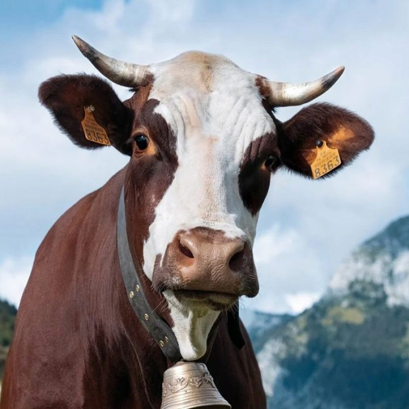 Que devient Neige, vache Abondance, égérie du Salon de l'Agriculture 2022 ? episode artwork