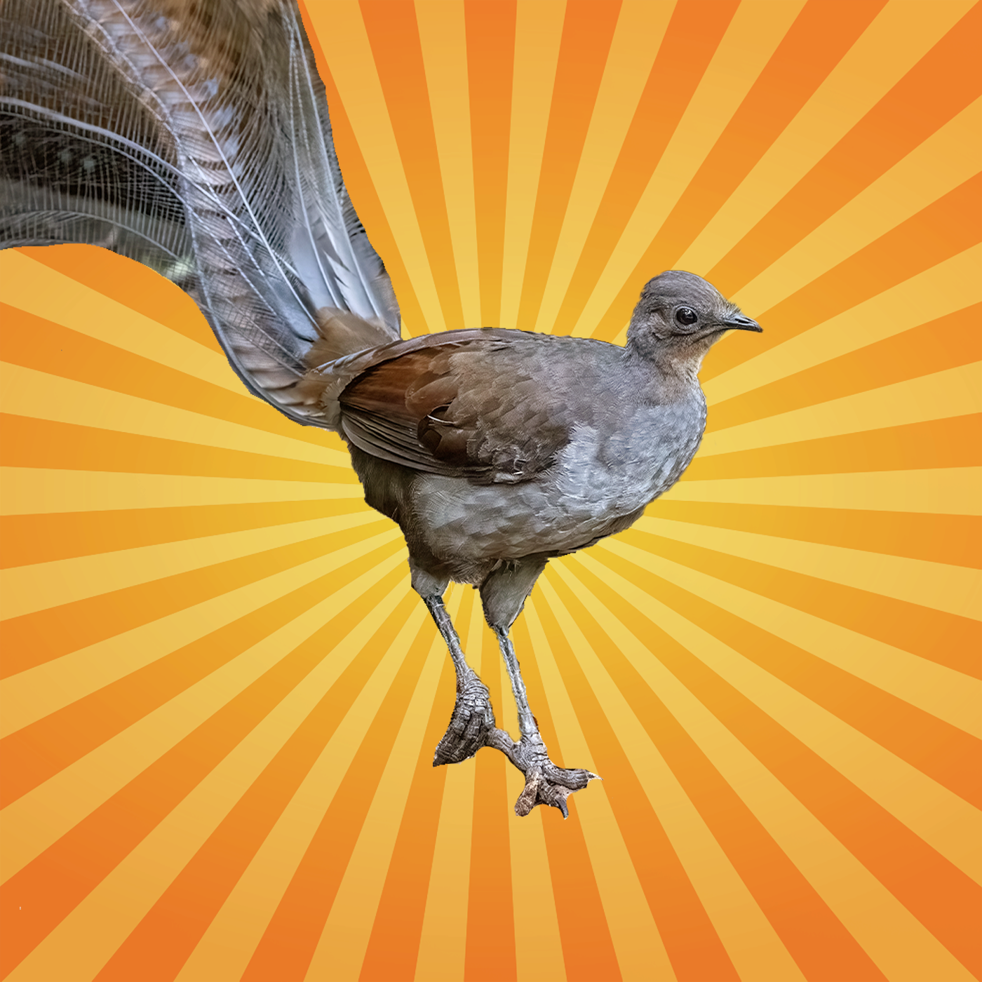 L’oiseau-lyre est le plus grand imitateur au monde