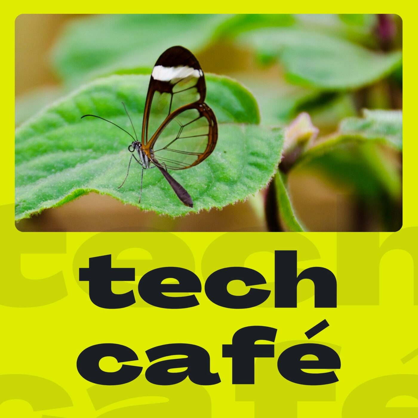 Projet Glasswing et l'île de la Skibidi Tentafruit