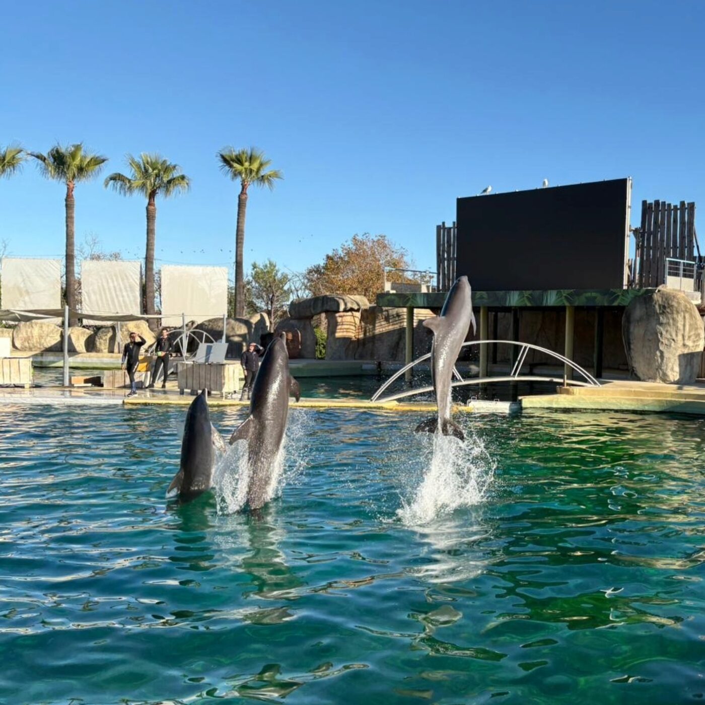 "Encore un delphinarium" : que vont devenir les dauphins de Marineland ?
