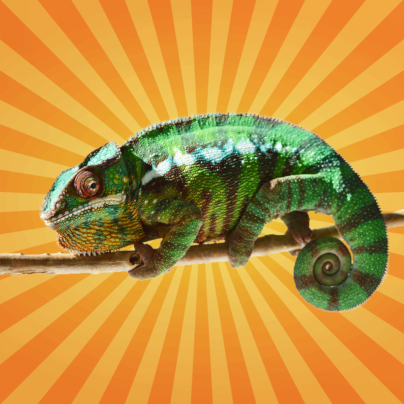 Le caméléon change de couleur, mais ce n’est pas pour se camoufler…