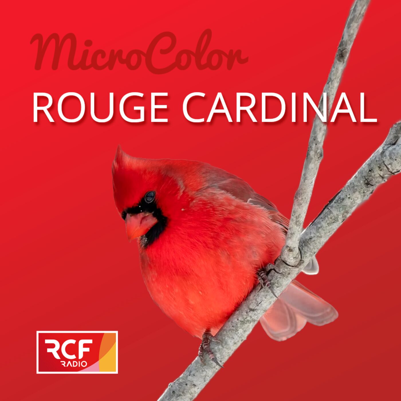 Rouge cardinal episode artwork