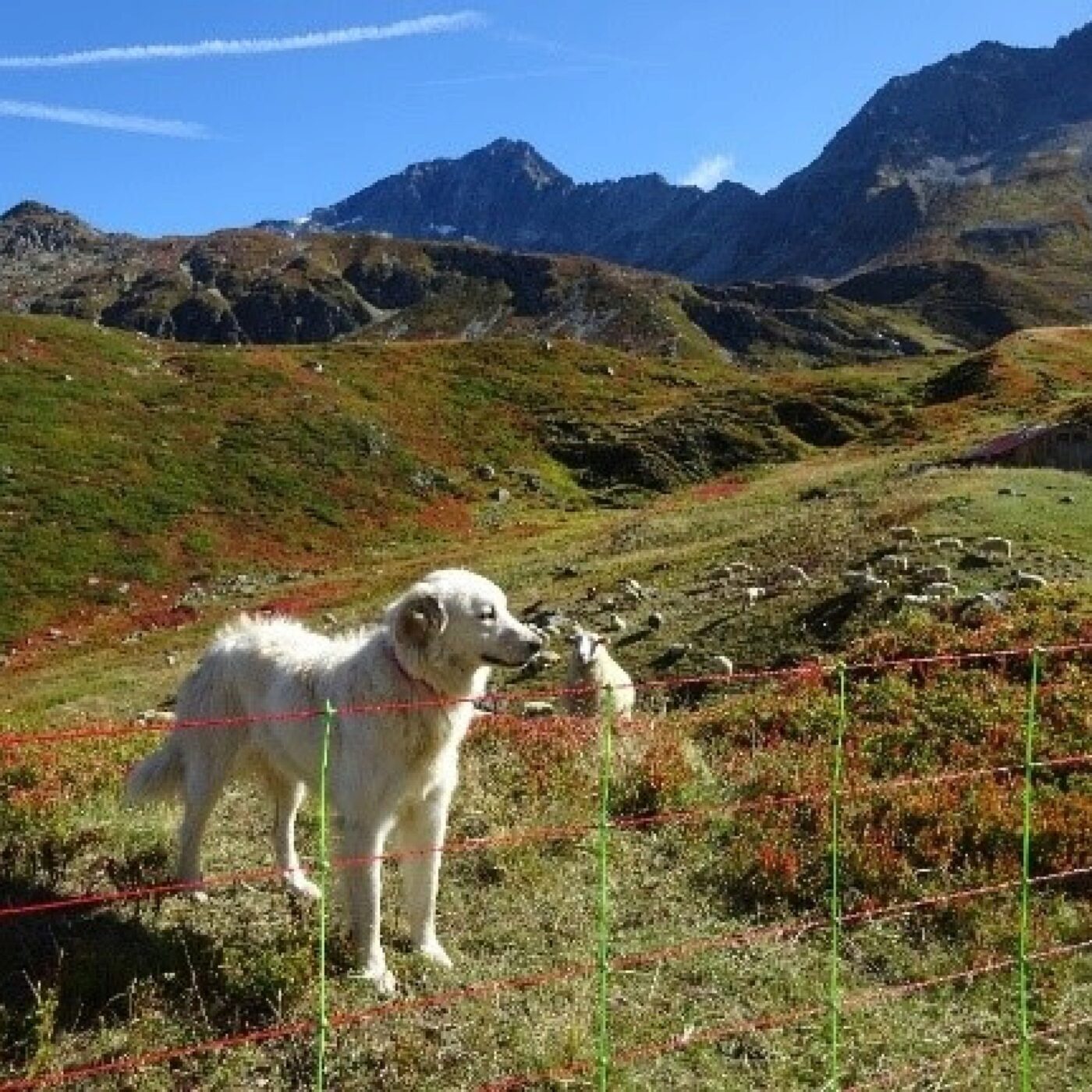 Randonnées en montagne : quelle attitude à adopter face aux "patous" ? episode artwork