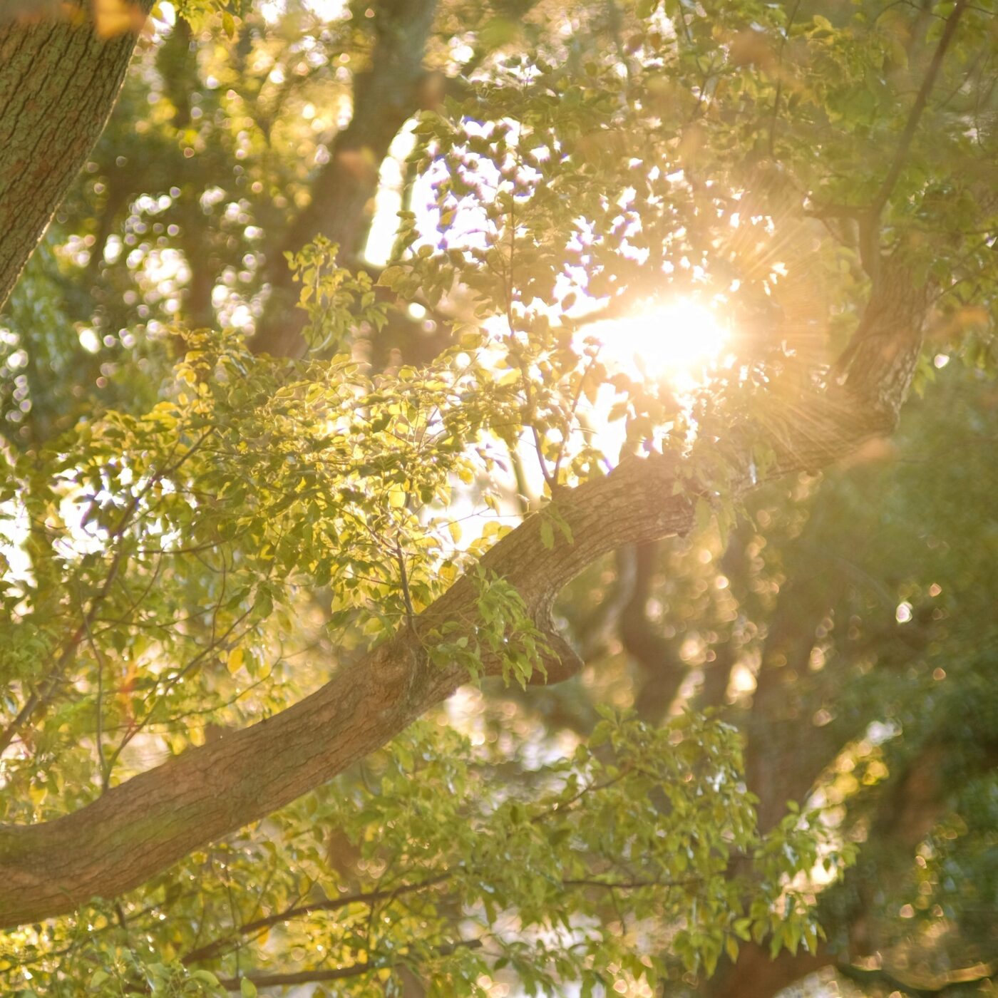 Une retraite ignatienne reprend l’encyclique Laudato si’ episode artwork